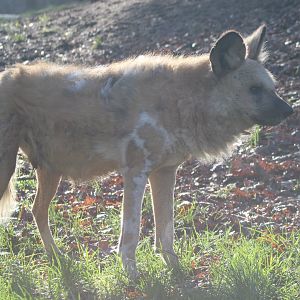 African wild dog