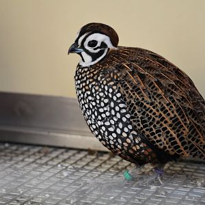 Montezuma quail (Cyrtonyx montezumae)