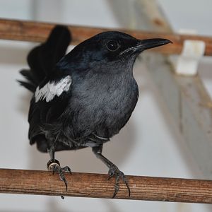 Banggi Island magpie-robin (Copsychus saularis cf. adamsi)