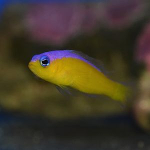 Diadem dottyback (Pictichromis diadema)