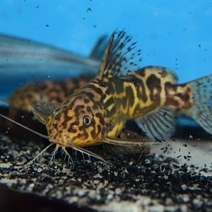 Yellow marbled squeaker (Synodontis schoutedeni)
