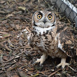 Magellanic horned owl (Bubo magellanicus)