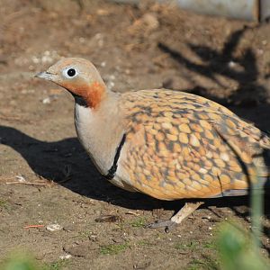 Black-bellied sandgrouse (Pterocles orientalis)