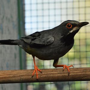 Western red-legged thrush (Turdus plumbeus cf. rubripes)