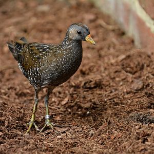 Spotted crake (Porzana porzana)