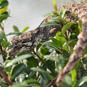 New Zealand forest gecko (Mokopirirakau granulatus)