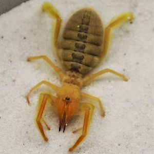 Camel spider (Paragaleodes cf. pallidus)