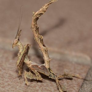 Dragon mantis (Stenophylla lobivertex)