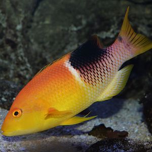 Palebar hogfish (Bodianus atrolumbus)