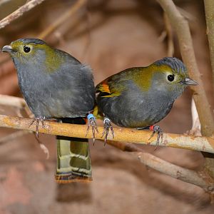 Emei Shan liocichla (Liocichla omeiensis)