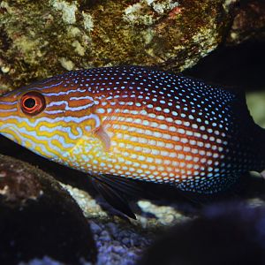 Black-banded hogfish (Bodianus macrourus)
