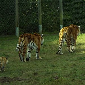 Tiger Train, Banham Zoo