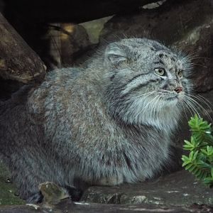 Pallas's Cat, Banham Zoo