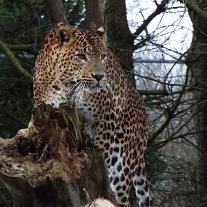 Sri Lankan Leopard, Banham Zoo