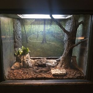 Jan. 2022 - Wild Florida - Reptiles of Florida - Eastern Glass Lizard/Southern Toad Exhibit