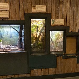 Jan. 2022 - Wild Florida - Reptiles of Florida - Lizard + Amphibians Exhibits