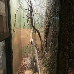 Jan. 2022 - Wild Florida - Reptiles of Florida - Grey Rat Snake/Yellow Rat Snake Exhibit