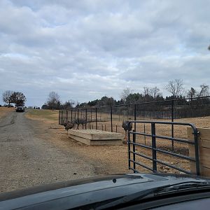 Roer's Zoofari - Ratites inside entrance
