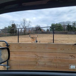 Roer's Zoofari - Oh hello there, Nilgai greeter