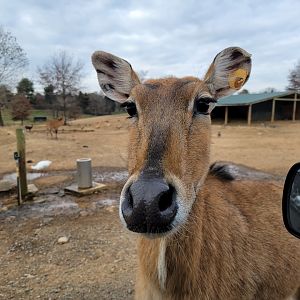 Roer's Zoofari - Sweet nilgai