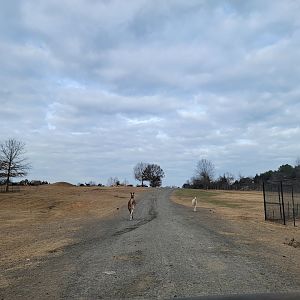 Roer's Zoofari - Incoming llamas