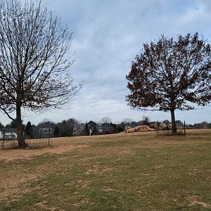 Roer's Zoofari - Decorations