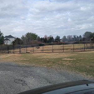 Roer's Zoofari - Zebras