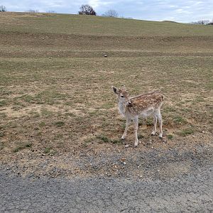 Roer's Zoofari - Fallow deer