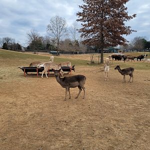 Roer's Zoofari - Deer, cows