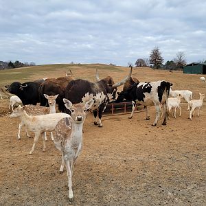 Roer's Zoofari - Deer, cows
