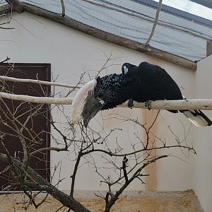 Roer's Zoofari - New silvery-cheeked hornbill exhibit