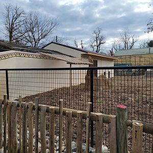 Roer's Zoofari - New red river hog exhibit