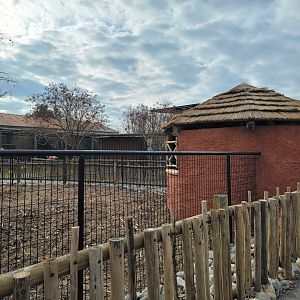 Roer's Zoofari - New red river hog exhibit