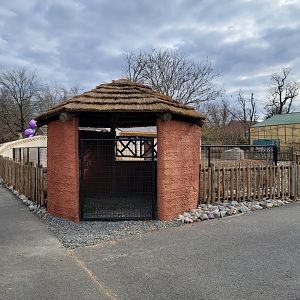 Roer's Zoofari - New red river hog exhibit