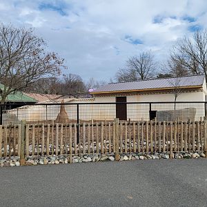 Roer's Zoofari - New red river hog exhibit