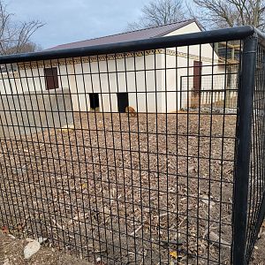 Roer's Zoofari - New red river hog exhibit
