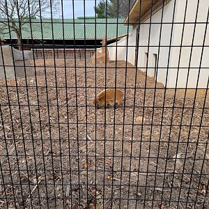 Roer's Zoofari - New red river hog exhibit