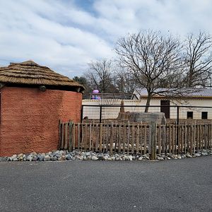 Roer's Zoofari - New red river hog exhibit