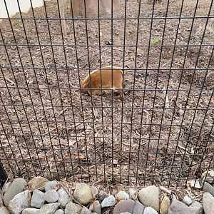 Roer's Zoofari - New red river hog exhibit