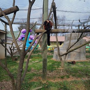 Roer's Zoofari - New lemur exhibit