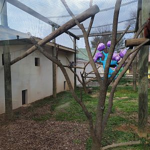 Roer's Zoofari - New lemur exhibit