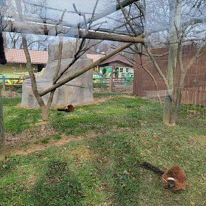 Roer's Zoofari - New lemur exhibit
