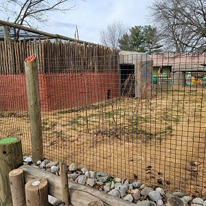 Roer's Zoofari - New African civet exhibit