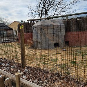 Roer's Zoofari - New African civet exhibit