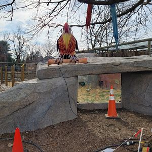 Roer's Zoofari - New African civet exhibit