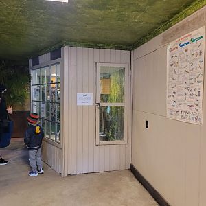 Roer's Zoofari - Cotton-top tamarins