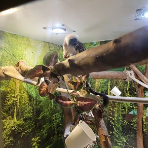 Roer's Zoofari - Cotton-top tamarins