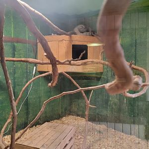 Roer's Zoofari - Sloth