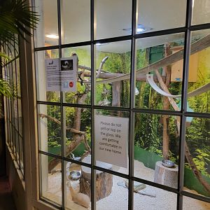 Roer's Zoofari - Cotton-top tamarins, armadillo