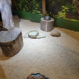 Roer's Zoofari - Cotton-top tamarins, armadillo